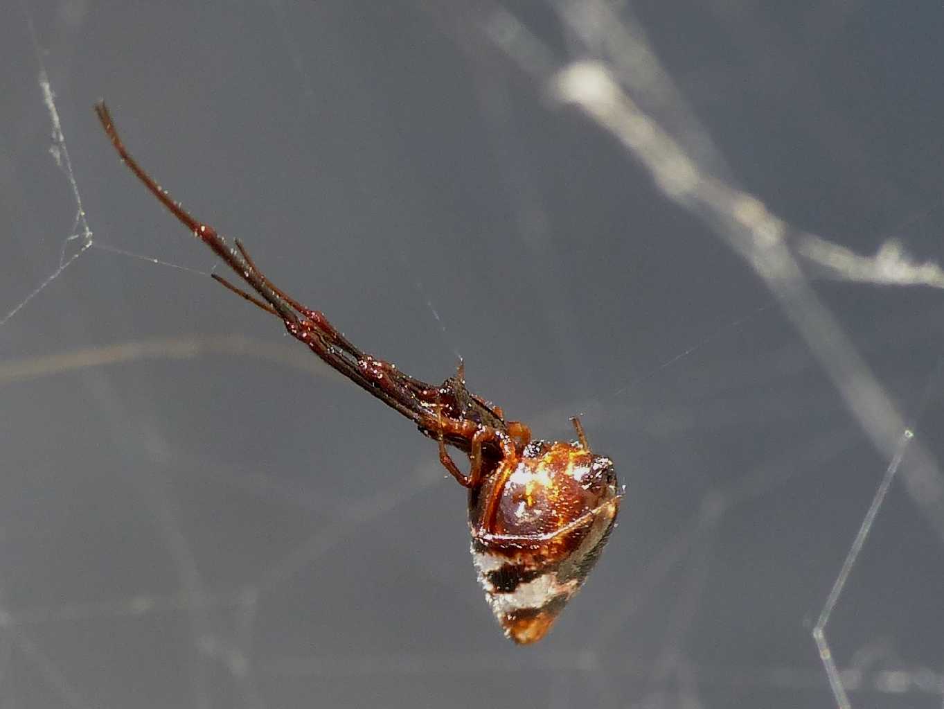 Carrellata di Argyrodes e Cyrtophora  - S. Teresa G. (OT)